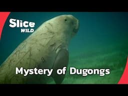 Dugongs: The Last Sea Mermaids | SLICE WILD | FULL DOC