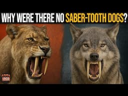 If There Were Saber-Tooth Cats, Why No Saber-Tooth Dogs?