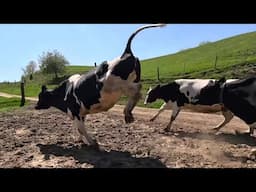 The Cows Got Wild! Midwest Cattle Drive!
