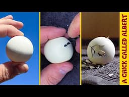 I Had To PERFORM SURGERY On The World's Roundest Chicken Egg!