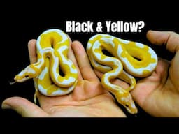 The Most Orange Ball Python