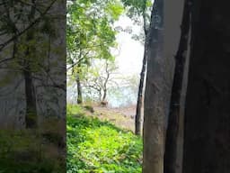 നാട്ടിൽ കടുവ ഇറങ്ങി#tiger #tigers