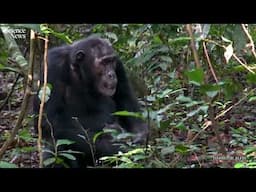 A chimpanzee tends to a wound | Science News