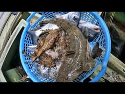 ワラスボを初めて食べた日。
