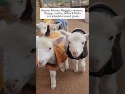 These sheeps are SQUAD GOALS! 🐑