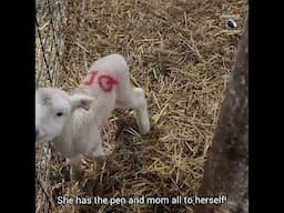 Quadruplet LAMB Enjoys Some "ME" TIME! #sheep #ewetopiafarms