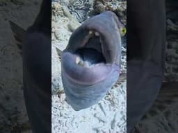 ‼️ Triggerfish attack! #fish #shorts #critterrepublic