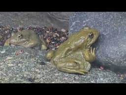 Mountain yellow-legged frog (Rana muscosa) Endangered species