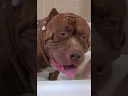 Did you know Hulk could sing!? #ytshorts #dogdynasty #pitbull #hulk #dogs #hulkpitbull #puppies
