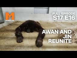 Orang-utan Reunion | Season 17 Episode 16 | Full Episode | Monkey Life