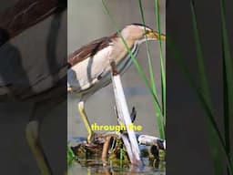 In The Blink of an Eye: Hunting Heron