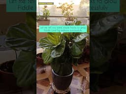 Unique Indoor plant: Fiddle Leaf Fig