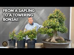 How to Work on Trident Maple Bonsai at Any Age | Small to Large Trees