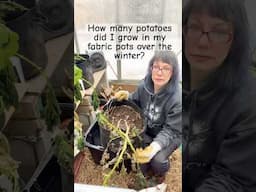 The results are in! I dig up my potatoes that I’ve been growing over the winter #potatoes #gardening