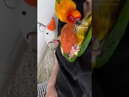 Where is my bird cleaning 😱 👀 #caiqueparrot #parrot #funnyanimals #sunconure