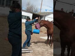 Most tricks by a horse #shorts
