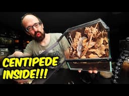 I SHOULD HAVE FEED HER FIRST! - Centipede Rehouse