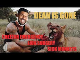 Dean is Gone – Noeh faces Chaos: Cheetah emergency, sick Monkeys & Lion surgery