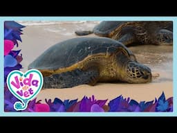Turtle Facts | Vida The Vet | Wildbrain Little Jobs