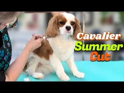 Cavalier King Charles Spaniel SUMMER CUT!