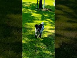 Gator Likes Puddles #music #dog #puppy