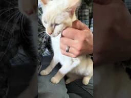 Muscles is an office cat today!