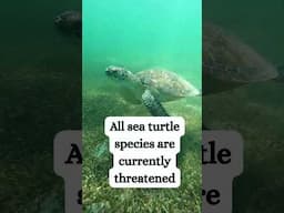 This animal is older than dinosaurs.
