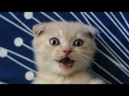 😂 Funniest Cats Videos 😺🐶 || 🥰😹 Hilarious Animal Compilation №691