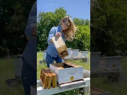 Shaking 10,000 Bees into a New Hive