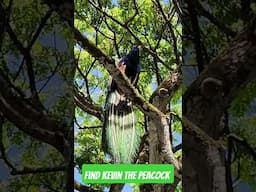 Kevin the peacock in full camouflage