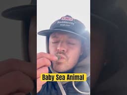 Rescuing a Cute Baby Sea Animal! #animals #nature #shorts