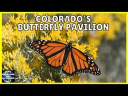 Colorful Wonders: Exploring the Colorado Butterfly Pavilion