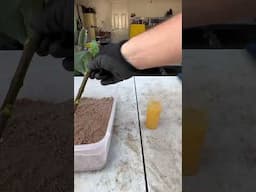 How I Root Cuttings for MASSIVE Fig Harvests 🍃🔥