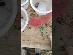 How To Propagate Spanish Lavender, How To Take Spanish Lavender Cuttings