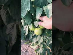 Starving Tomato Plants #gardening #growhoss #growyourownfood #fertilizer #shorts #youtube