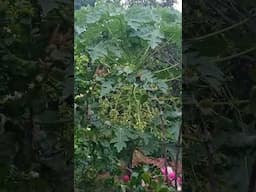 cây đu đủ mà lạ quá cả nhà