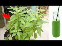 Apenas 2 folhas dessa planta vale uma mina de ouro (Melhor que Remédio)