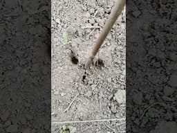 what's eaten by beans
