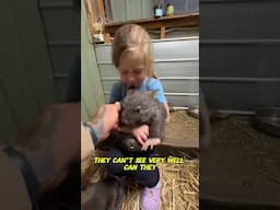 My daughter with her facts about wombats #aussiewildlife #wombat 🐻🤓