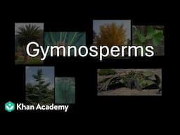 Gymnosperms | Plant Kingdom | Grade 11 | Biology | Khan Academy