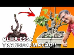 Antes e Depois - Transformando um Ficus em um Bonsai Incrível (Anos de Trabalho!)