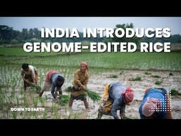 India Launches Gene-Edited Rice: Promises and Perils of Innovation