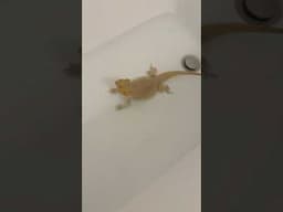 Bearded dragons are very zesty bathers 😂
