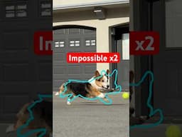 2x Impossible Pause Game: Corgi Edition