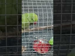 Cute parrots #parrot #birds #petbirds #pets #watermelon