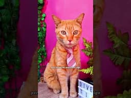 esa humana ya no es normal 😹🤣 #humor #gatoslindos #comedia