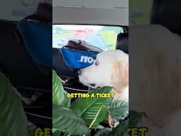Dog’s Hilarious Reaction After Getting Pulled Over - Funny Police Moment 😂 #shorts