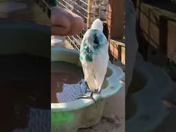 Injured cattle egret gets a fish supper 🎣🪶 #birds #fishdinner #fishing