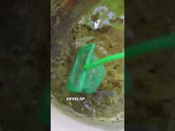 Saving another Bucket load of Tree Frog Tadpoles #treefrog #tadpoles