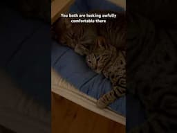 Sleepin’ #cat #cutecat